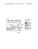 MICROSIZED CURCUMIN COMPOSITIONS diagram and image