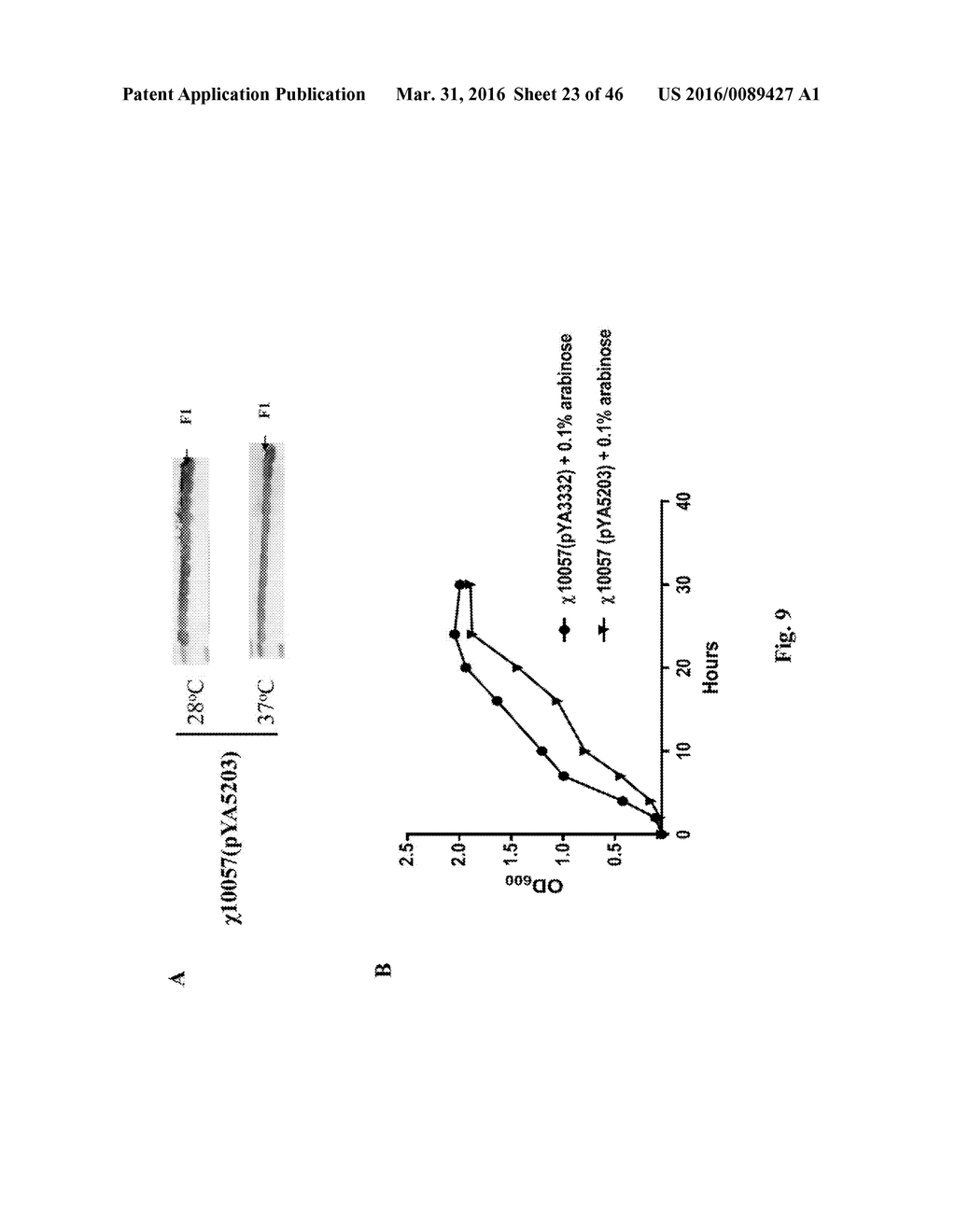 Genetically Modified Yersinia as Vaccines Against Yersinia Species - diagram, schematic, and image 24