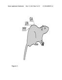 POLYMER-TISSUE HYBRID BIOMATERIALS AND METHODS OF MAKING AND USING SAME diagram and image