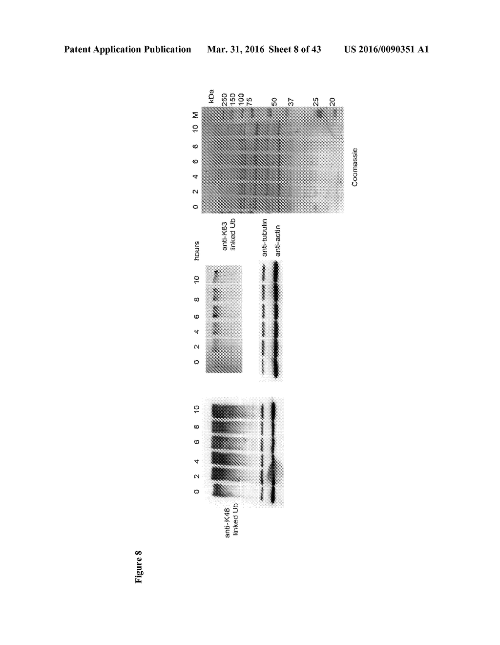 INHIBITORS OF DEUBIQUITINATING PROTEASES - diagram, schematic, and image 09