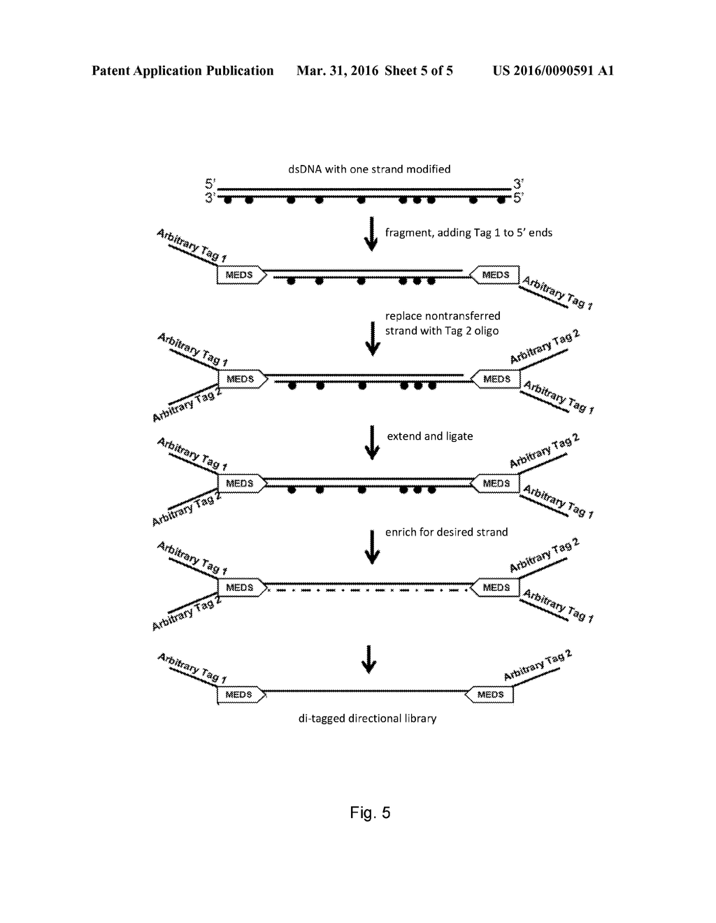 OLIGONUCLEOTIDE REPLACEMENT FOR DI-TAGGED AND DIRECTIONAL LIBRARIES - diagram, schematic, and image 06