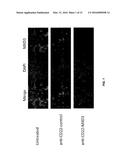 ANTISENSE COMPOUNDS AND USES THEREOF diagram and image