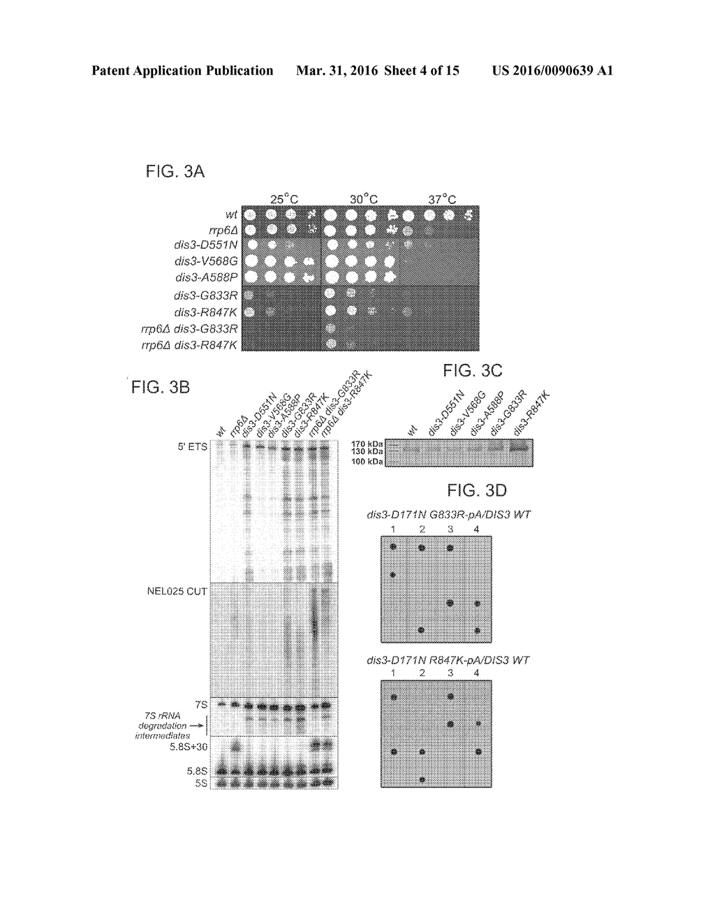 Method for selection of hDIS3 PIN domain inhibitors and use of hDIS3 PIN     domain inhibitors for cancer treatment - diagram, schematic, and image 05