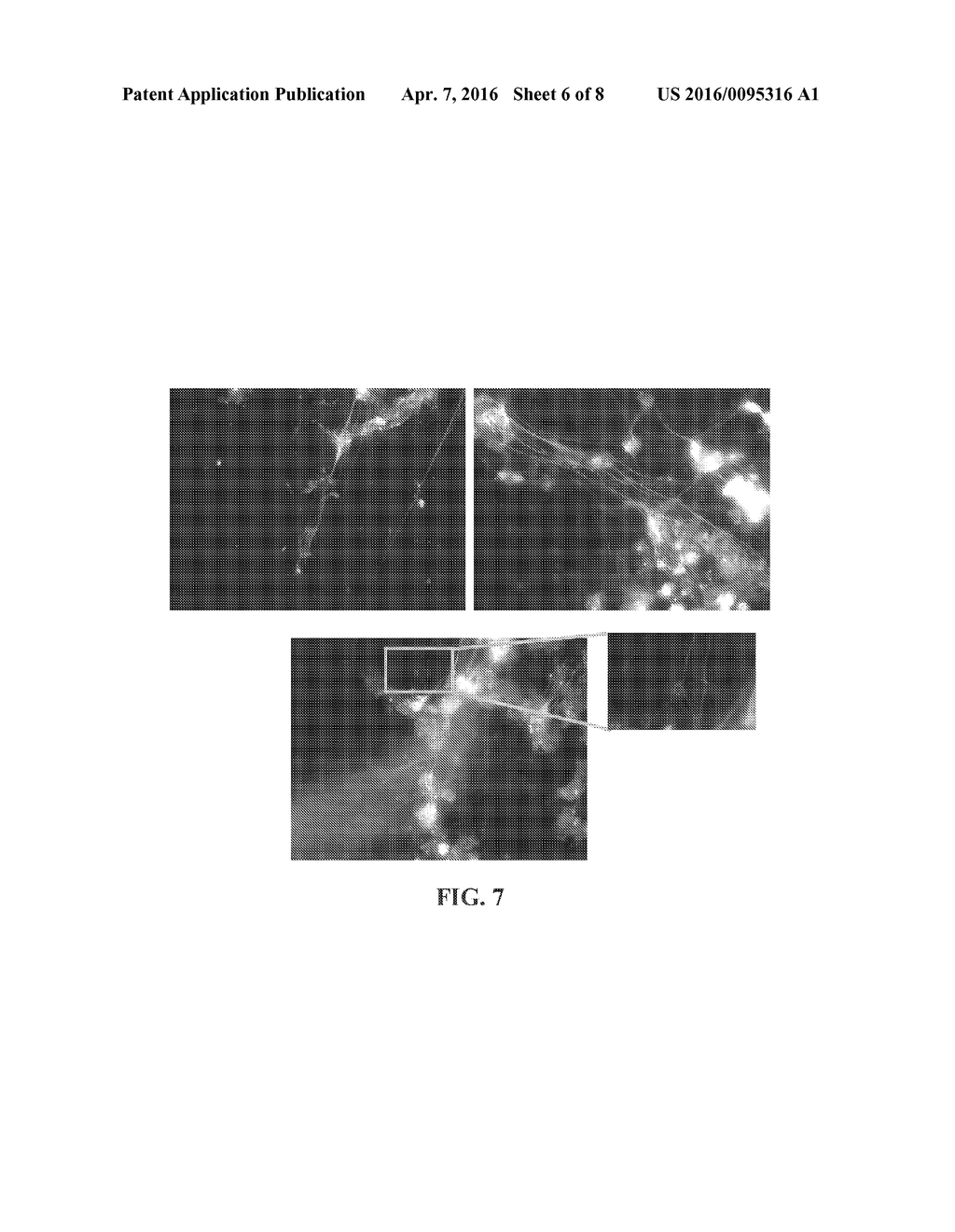 COMPOSITIONS AND METHODS FOR THE REMOVAL OF BIOFILMS - diagram, schematic, and image 07