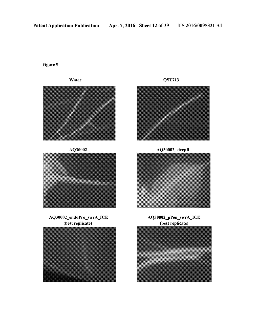 SANDPAPER MUTANTS OF BACILLUS AND METHODS OF THEIR USE TO ENHANCE PLANT     GROWTH, PROMOTE PLANT HEALTH AND CONTROL DISEASES AND PESTS - diagram, schematic, and image 13