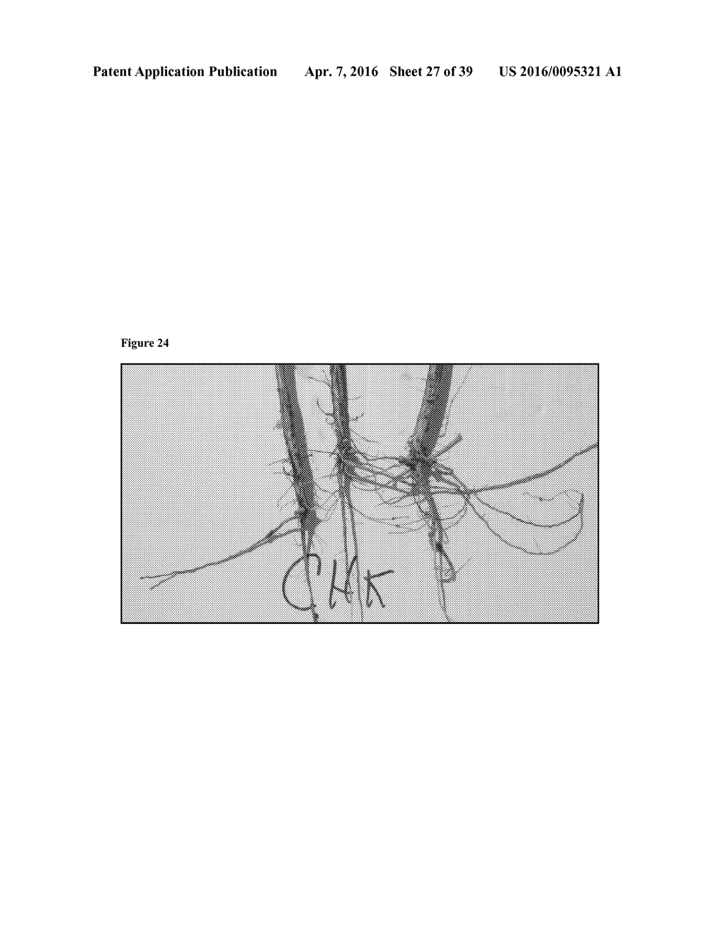 SANDPAPER MUTANTS OF BACILLUS AND METHODS OF THEIR USE TO ENHANCE PLANT     GROWTH, PROMOTE PLANT HEALTH AND CONTROL DISEASES AND PESTS - diagram, schematic, and image 28