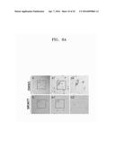 COMPOSITION FOR REDUCING CELL SENESCENCE COMPRISING RHO-KINASE INHIBITOR     AND USE THEREOF diagram and image