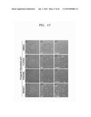 COMPOSITION FOR REDUCING CELL SENESCENCE COMPRISING RHO-KINASE INHIBITOR     AND USE THEREOF diagram and image