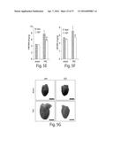 BET INHIBITION THERAPY FOR HEART DISEASE diagram and image