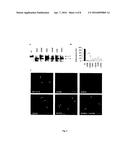 COMPOUNDS AS MODULATORS OF A MUTANT CFTR PROTEIN AND THEIR USE FOR     TREATING DISEASES ASSOCIATED WITH CFTR PROTEIN MALFUNCTION diagram and image