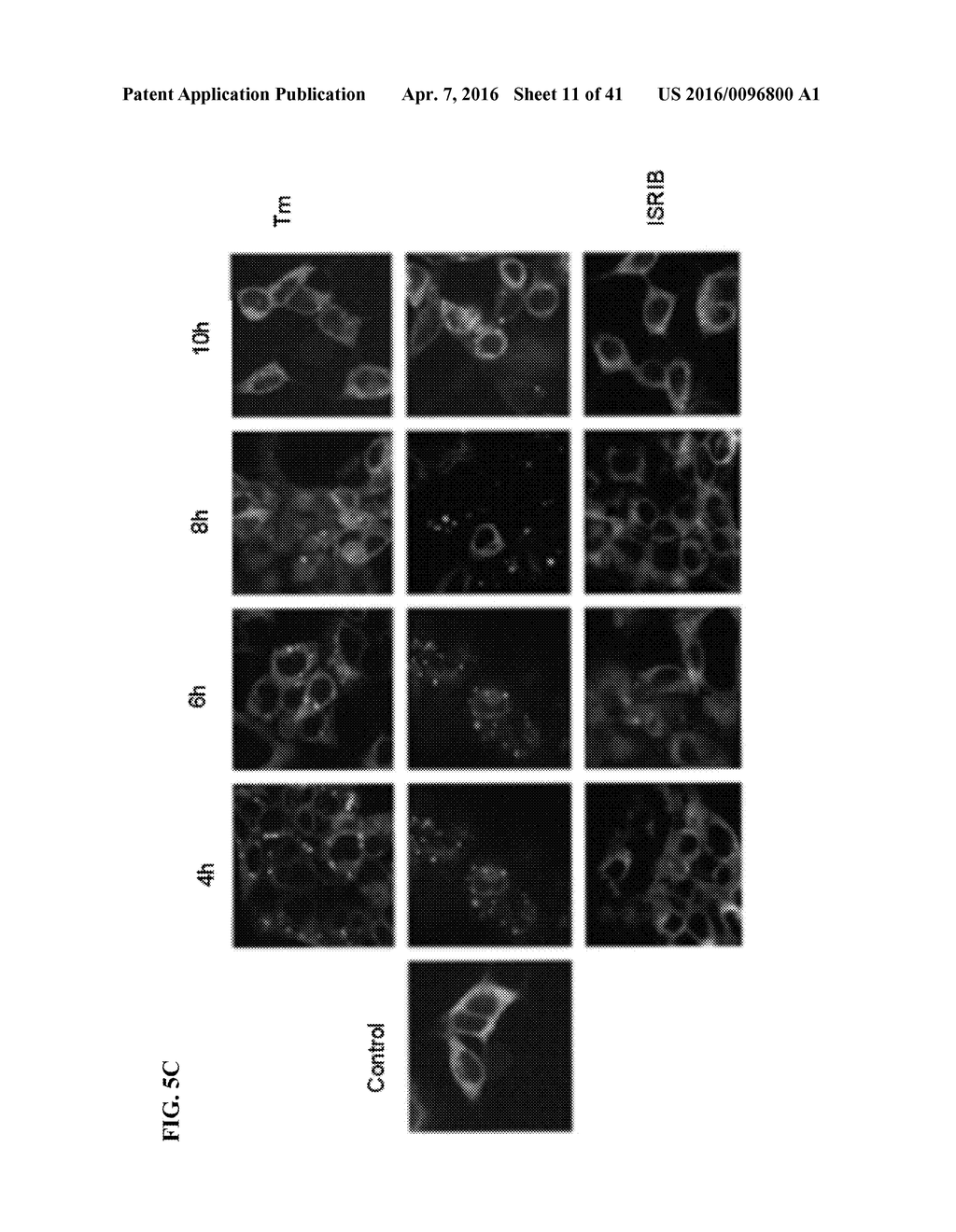 MODULATORS OF THE EIF2ALPHA PATHWAY - diagram, schematic, and image 12