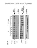 MODULATORS OF THE EIF2ALPHA PATHWAY diagram and image