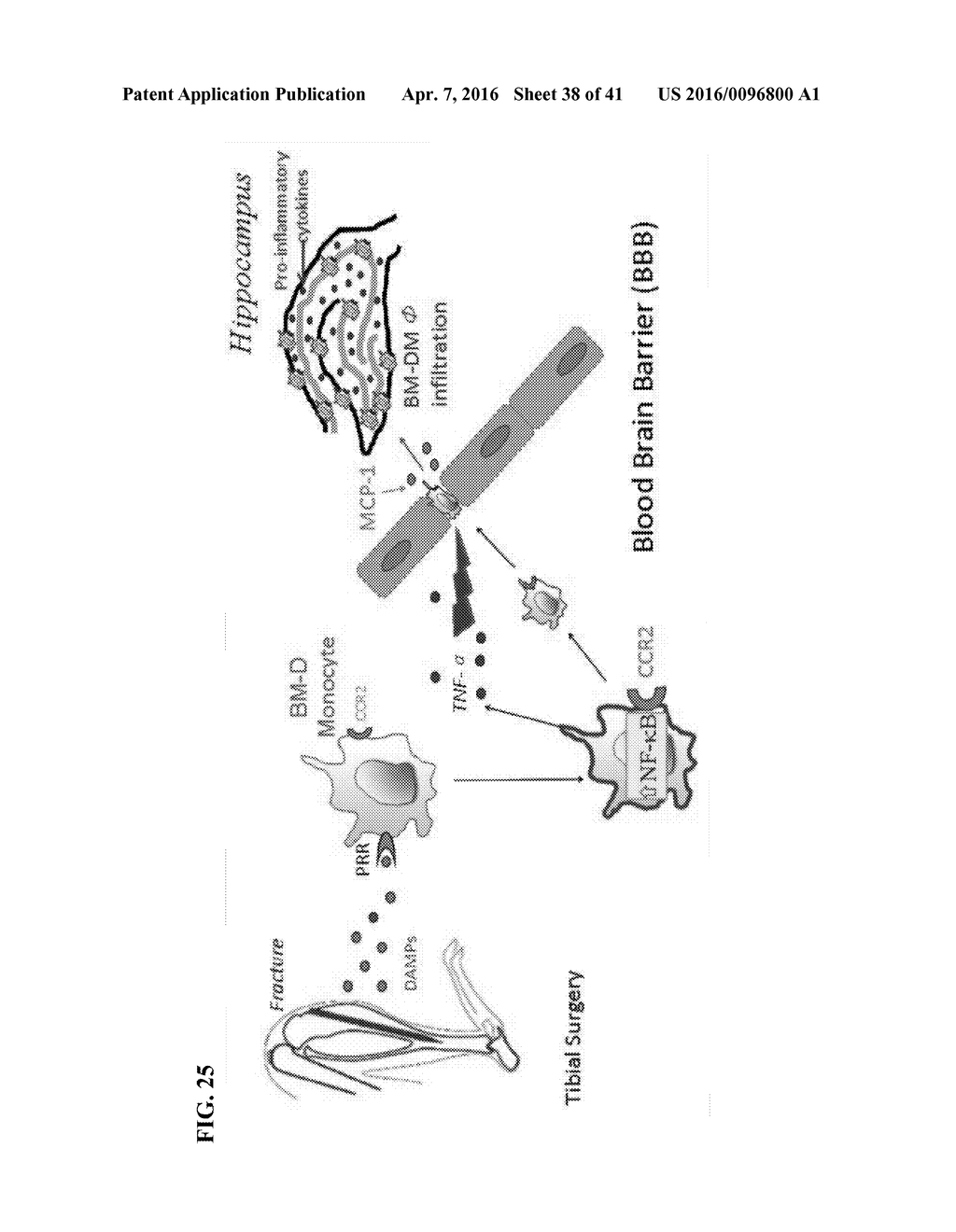 MODULATORS OF THE EIF2ALPHA PATHWAY - diagram, schematic, and image 39