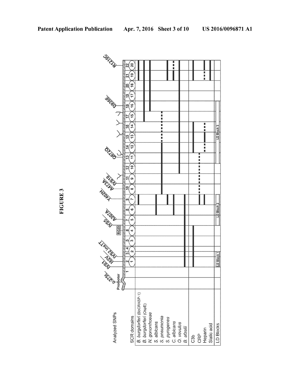 Methods and Reagents for Treatment of Age-Related Macular Degeneration - diagram, schematic, and image 04