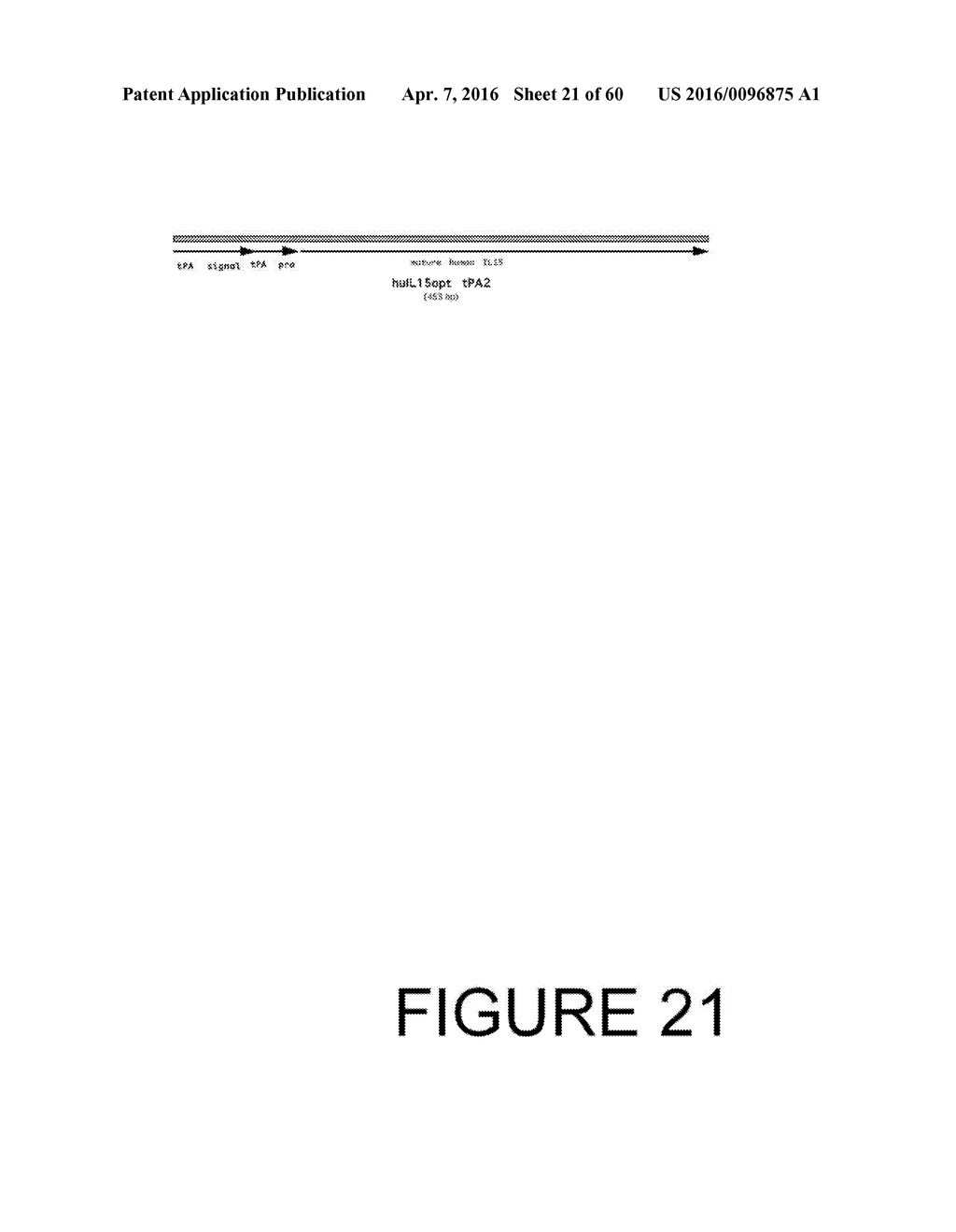 CODON OPTIMIZED IL-15 AND IL-15R-ALPHA GENES FOR EXPRESSION IN MAMMALIAN     CELLS - diagram, schematic, and image 22