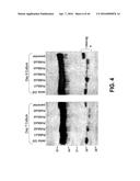 COMPOSITIONS AND METHODS OF TREATING DISEASE WITH FGFR FUSION PROTEINS diagram and image