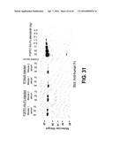 COMPOSITIONS AND METHODS OF TREATING DISEASE WITH FGFR FUSION PROTEINS diagram and image