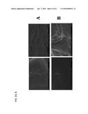 COMPOSITE MATERIALS CONTAINING STRUCTURAL POLYSACCHARIDES AND MACROCYCLIC     COMPOUNDS FORMED FROM IONIC LIQUID COMPOSITIONS diagram and image