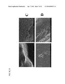 COMPOSITE MATERIALS CONTAINING STRUCTURAL POLYSACCHARIDES AND MACROCYCLIC     COMPOUNDS FORMED FROM IONIC LIQUID COMPOSITIONS diagram and image