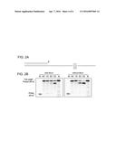 MODIFIED POLYMERASES FOR REPLICATION OF THREOSE NUCLEIC ACIDS diagram and image