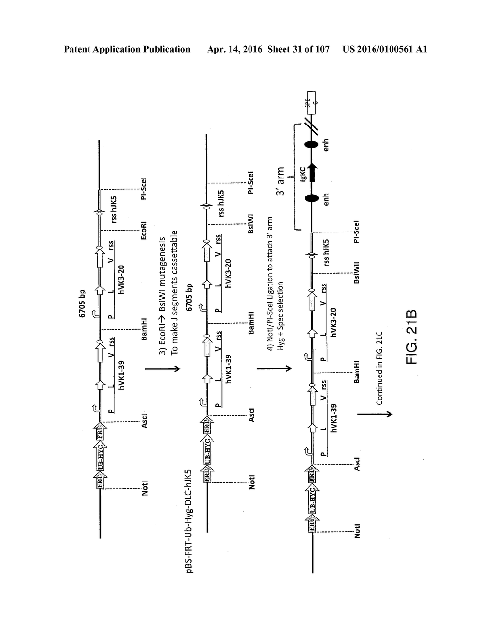 NON-HUMAN ANIMALS WITH MODIFIED IMMUNOGLOBULIN HEAVY CHAIN SEQUENCES - diagram, schematic, and image 32