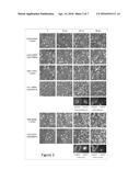 COMBINED INHIBITION OF THE VITAMIN D RECEPTOR AND POLY(ADP) RIBOSE     POLYMERASE (PARP) IN THE TREATMENT OF CANCER diagram and image