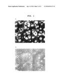 AGENT FOR PROMOTING CORNEAL ENDOTHELIAL CELL ADHESION diagram and image
