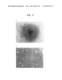 AGENT FOR PROMOTING CORNEAL ENDOTHELIAL CELL ADHESION diagram and image