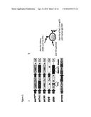 LENTIVIRAL VECTORS WITH TROPISM TO MOTOR NEURONS COMPRISING AN ANTIBODY     THAT BINDS TO A PRE-SYNAPTIC TERMINAL RECEPTOR ON THE NEUROMUSCULAR     JUNCTION AND A FUSOGENIC PROTEIN diagram and image