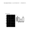 LENTIVIRAL VECTORS WITH TROPISM TO MOTOR NEURONS COMPRISING AN ANTIBODY     THAT BINDS TO A PRE-SYNAPTIC TERMINAL RECEPTOR ON THE NEUROMUSCULAR     JUNCTION AND A FUSOGENIC PROTEIN diagram and image