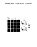 LENTIVIRAL VECTORS WITH TROPISM TO MOTOR NEURONS COMPRISING AN ANTIBODY     THAT BINDS TO A PRE-SYNAPTIC TERMINAL RECEPTOR ON THE NEUROMUSCULAR     JUNCTION AND A FUSOGENIC PROTEIN diagram and image