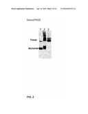 STABILIZED SOLUBLE PREFUSION RSV F POLYPEPTIDES diagram and image