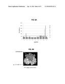 SINGLE-DOMAIN VHH ANTIBODIES DIRECTED TO NOROVIRUS GI.1 AND GII.4 AND     THEIR USE diagram and image