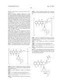 ANTI-LGR5 ANTIBODIES AND IMMUNOCONJUGATES diagram and image