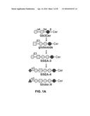 COMPOSITIONS AND METHODS FOR TREATMENT AND DETECTION OF CANCERS diagram and image