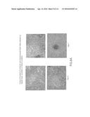 ISOLATION AND CULTIVATION OF STEM/PROGENITOR CELLS FROM THE AMNIOTIC     MEMBRANE OF UMBILICAL CORD AND USES OF CELLS DIFFERENTIATED THEREFROM diagram and image