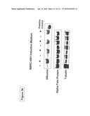 ISOLATION AND CULTIVATION OF STEM/PROGENITOR CELLS FROM THE AMNIOTIC     MEMBRANE OF UMBILICAL CORD AND USES OF CELLS DIFFERENTIATED THEREFROM diagram and image