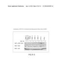 ISOLATION AND CULTIVATION OF STEM/PROGENITOR CELLS FROM THE AMNIOTIC     MEMBRANE OF UMBILICAL CORD AND USES OF CELLS DIFFERENTIATED THEREFROM diagram and image