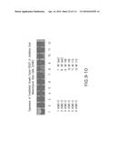 ISOLATION AND CULTIVATION OF STEM/PROGENITOR CELLS FROM THE AMNIOTIC     MEMBRANE OF UMBILICAL CORD AND USES OF CELLS DIFFERENTIATED THEREFROM diagram and image