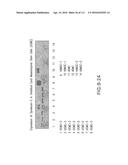 ISOLATION AND CULTIVATION OF STEM/PROGENITOR CELLS FROM THE AMNIOTIC     MEMBRANE OF UMBILICAL CORD AND USES OF CELLS DIFFERENTIATED THEREFROM diagram and image