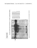 ISOLATION AND CULTIVATION OF STEM/PROGENITOR CELLS FROM THE AMNIOTIC     MEMBRANE OF UMBILICAL CORD AND USES OF CELLS DIFFERENTIATED THEREFROM diagram and image