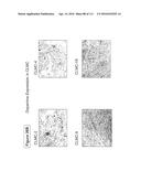 ISOLATION AND CULTIVATION OF STEM/PROGENITOR CELLS FROM THE AMNIOTIC     MEMBRANE OF UMBILICAL CORD AND USES OF CELLS DIFFERENTIATED THEREFROM diagram and image