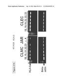 ISOLATION AND CULTIVATION OF STEM/PROGENITOR CELLS FROM THE AMNIOTIC     MEMBRANE OF UMBILICAL CORD AND USES OF CELLS DIFFERENTIATED THEREFROM diagram and image