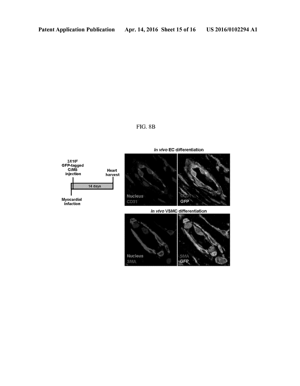 ENDOCARDIUM-DERIVED ADULT STEM CELLS AND METHOD FOR PRODUCING SAME - diagram, schematic, and image 16