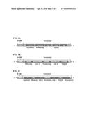 EXOGENOUS TERMINATORS FOR CONTROLLING FUNGAL GENE EXPRESSION diagram and image