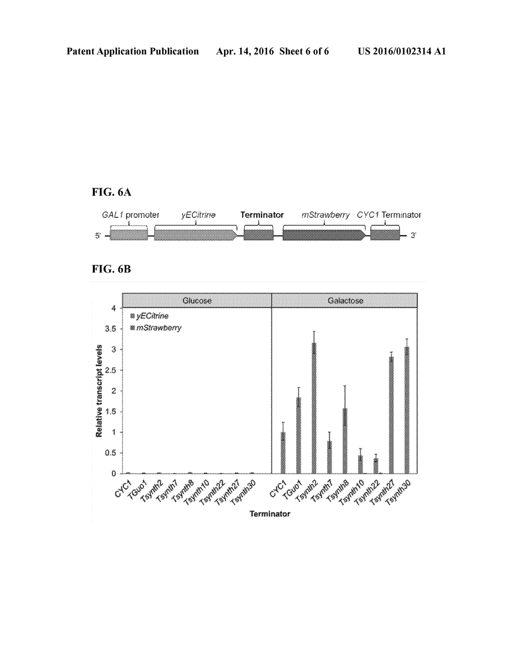 EXOGENOUS TERMINATORS FOR CONTROLLING FUNGAL GENE EXPRESSION - diagram, schematic, and image 07