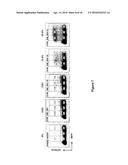 A LAGLIDADG HOMING ENDONUCLEASE CLEAVING THE C-C CHEMOKINE RECEPTOR TYPE-5     (CCR5) GENE AND USES THEREOF diagram and image