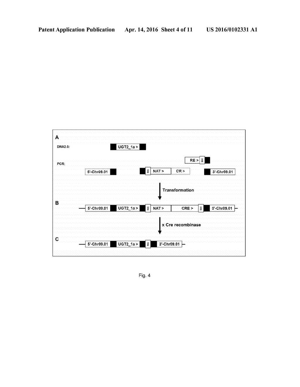 EXTRACELLULAR DITERPENE PRODUCTION - diagram, schematic, and image 05