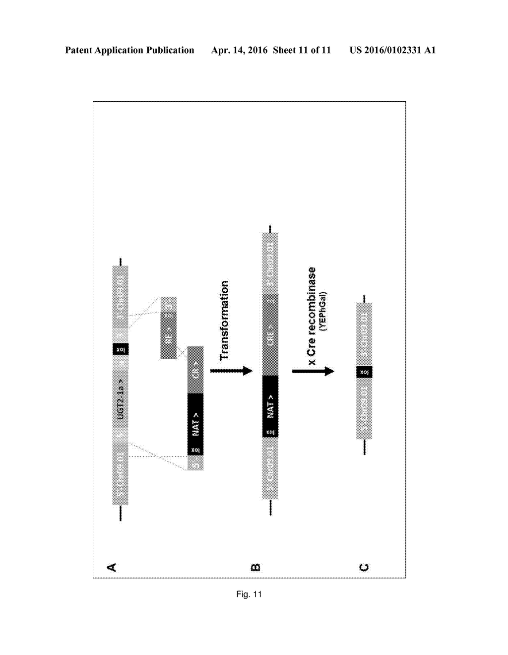 EXTRACELLULAR DITERPENE PRODUCTION - diagram, schematic, and image 12