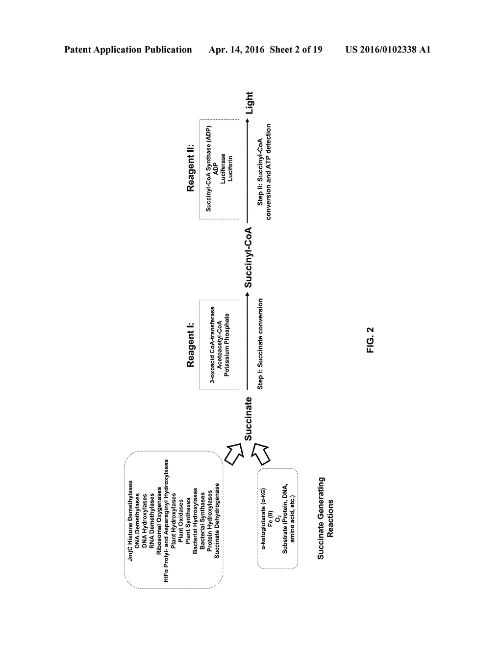 BIOLUMINESCENT SUCCINATE DETECTION ASSAY - diagram, schematic, and image 03